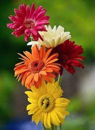 Gerber By Svitakovaeva On Deviantart Amazing Flowers Happy Flowers Beautiful Flowers