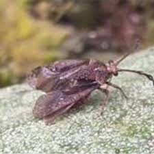 Image result for Phragmanthera eminii