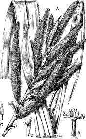 Image result for Pandanus candelabrum
