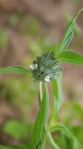 Image result for Acrotome inflata