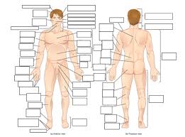 Anatomical position describes the orientation of a body or body parts. Anatomy Directional Terms Worksheet Answers Anatomy Drawing Diagram