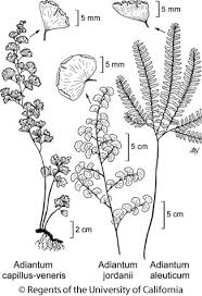 Image result for Adiantum capillus-veneris