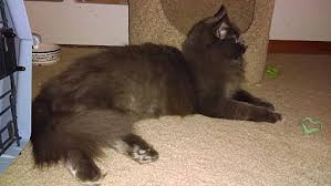 Maine coon türkisch van mix kätzchen kitten. St Paul Mn Maine Coon Meet Briella A Pet For Adoption