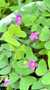 Image result for Oxalis latifolia