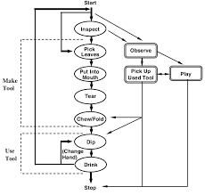 flow chart of the behaviours performed by chimpanzees during