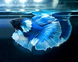 Image result for betta fish