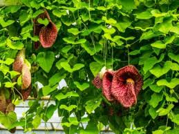 Check spelling or type a new query. Tips Information About Shade Gardens Gardening Know How