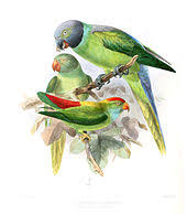 Check spelling or type a new query. Layard S Parakeet Wikipedia