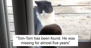 Many people believe that, like dog years, cats age faster than humans, and that the first two cat years to human years are as long as 24 people birthdays for kitties. Missing Cat Is Brought Home After 5 Years Still Recognizes Its Owner Bored Panda