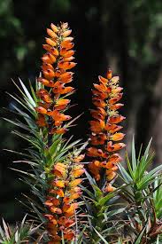 Image result for Scoparia