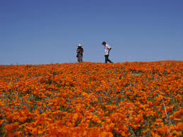 City Year for Sacramento Graduates | Farm to School Program | Where to  Catch California Super Blooms Responsibly - capradio.org