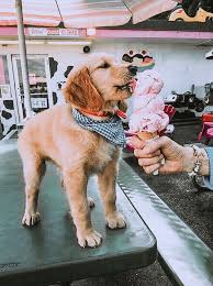 I fell in love with a dark female puppy from the litter. Golden Retriever Puppy Training Near Me Crazypurplemama