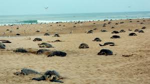 Chennai Turtle Beach