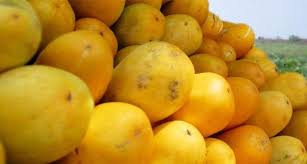 Kandungan serat pada jus timun dan seledri mampu mengatasinya dengan efektif. Atasi Maag Dengan Cara Segar Dan Enak Jus Timun Suri