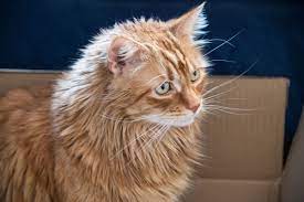 Professional groomers (the national pet groomers of america) will say to bathe and wash your cat on an ongoing, consistent basis. Best Ways To Groom Long Haired Cats And Remove Tangles Pethelpful