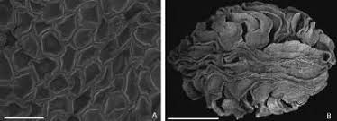 Image result for Coptosperma