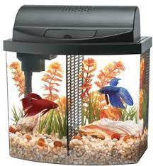 Betta fish supplies i thought it would be helpful to create a resource page where you could always come for all your betta fish needs. The Cost Of Setting Up And Caring For A Betta Fish Fish Care