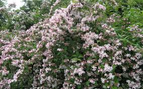 Kolkwitzie Kolkwitzia Amabilis Pflanzen Pflanzen Beeteinfassung Garten