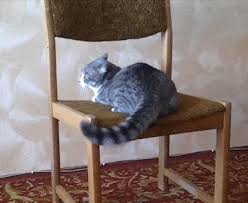 Other Funny Gifs Http Gif Tv Tumblr Com And Funny Youtube Video Https Www Youtube Com Watch V Hsy2supqfkg Cats Crazy Cats Cute Cats