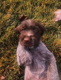 Luna Wirehaired Pointer Griffon German Wirehaired Pointer German Wirehaired Pointer Animals Dogs