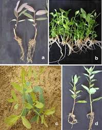 Most of australia is either hot or temperate. Micropropagation Of Eucalyptus Camaldulensis For The Production Of Rejuvenated Stock Plants For Microcuttings Propagation And Genetic Fidelity Assessment Springerlink