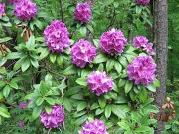 Anah Kruschke One Of The Firs Photo By Walkerh282 On Garden Showcase Rhododendron Plant Landscape Decor Diy Indoor Gardening Kit