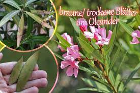 Hi, ich habe im garten einen oleander im topf, der ist so ca. Oleander Bekommt Braune Und Trockene Blatter So Retten Sie Ihn