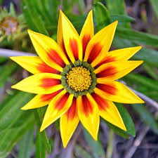 Flowers feature chocolate brown centers surrounded by bronze and gold petals. 45 Best Summer Flowers Beautiful Flowers That Bloom All Summer