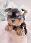 Teacup Puppies | PuppySpot
