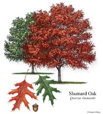 Check spelling or type a new query. Texasoakwilt