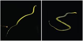 Want to play snake games? Flying Snakes Can Travel Remarkable Distances Now Scientists Know How Npr