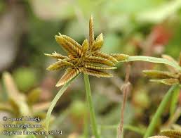 Image result for Pycreus flavescens