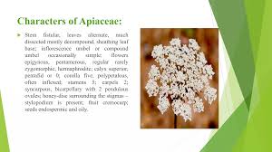 Image result for Apiaceae
