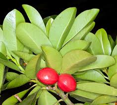 Image result for Ochrosia