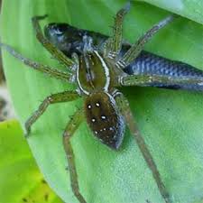 Fish Eating Spiders Are The Stuff Of Nightmares Spider Arachnids Spiders Arachnids