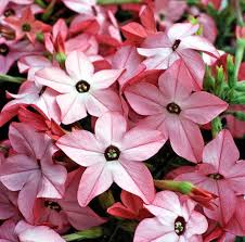 Image result for Nicotiana
