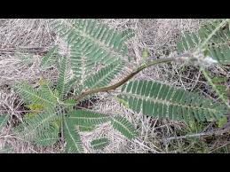 Image result for Sesbania sesban