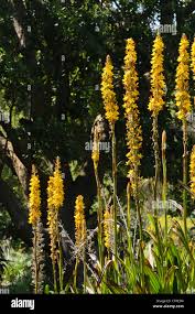 Image result for Wachendorfia