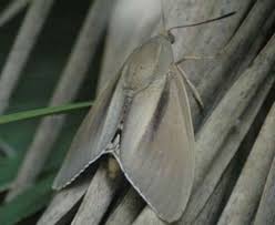 Papillon will provide protection for dega, who, in turn, will finance papillon's escape attempt. Ce Papillon Sud Americain Qui Menace Les Palmiers De Notre Littoral
