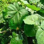 Image result for Neoboutonia