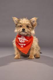 4 yorkies for adoption near me | ready to go home. Puppy Bowl 2020 S Starting Line Up Of Adoptable Puppies People Com