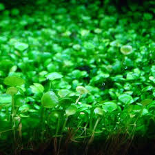 Image result for Marsilea minuta