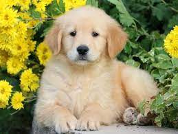 Golden Retriever Puppies For Sale Puppy Adoption Keystone Puppies
