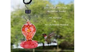 If your feeders don't have this feature, you can buy attachable ant guards that trap the invaders. Amazon Com Ant Moat For Hummingbird Feeder And Oriole Feeders 2 Pack Hummingbird Feeder Ant Guard Moats Hummingbird Feeders Accessory Hooks Gets Rid Of Ants Fast In Nectar Feeder 100 Safe
