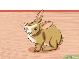 Patients with wry neck will have . How To Diagnose Wry Neck In Rabbits 9 Steps With Pictures