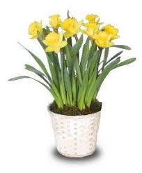 For this holiday that celebrates life and rebirth, what could be better than spring flowers? If Easter Flowers Could Talk