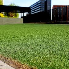 Image result for Paspalum