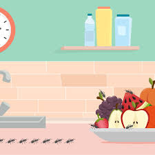 So in this article, we'll cover remedies for odorous house ants and. Ants In The Kitchen Here S How To Get Rid Of Them Kitchn