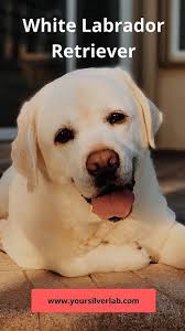 White Labrador Retriever Puppies The Detail You Shouldn T Miss