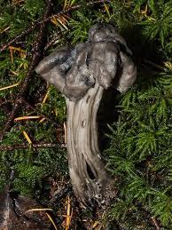 We did not find results for: Fluted Black Elfin Saddle Helvella Lacunosa By Gary Fast Jungledragon